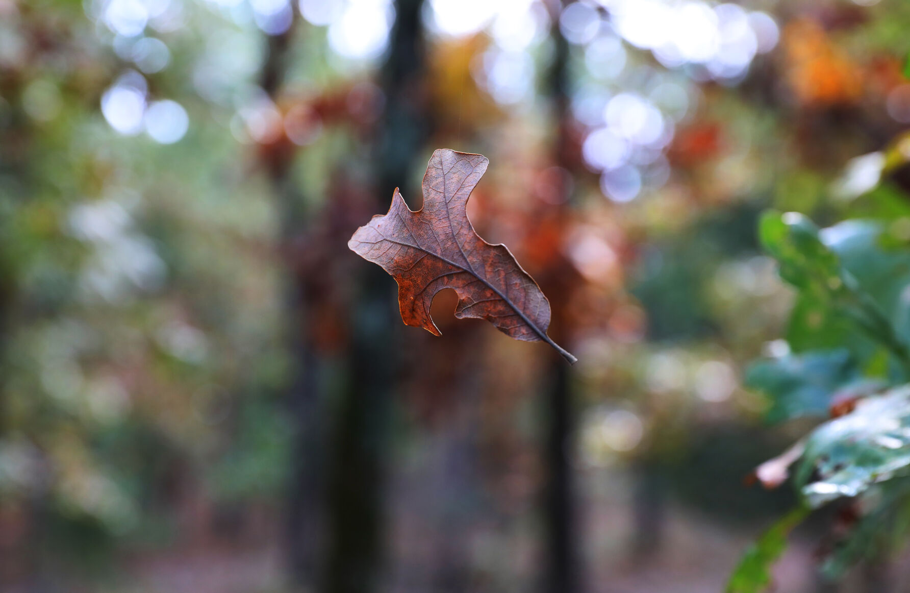 Beavers Bend State Park